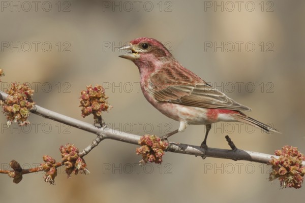 Purple Finch (Haemorhous purpureus) male singing, Ohio, USA, North America