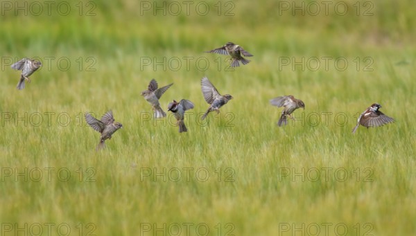 House Sparrow (Passer domesticus), flock in flight over cereal field, Seahouses, United Kingdom, Europe