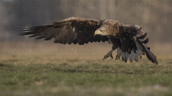 White-tailed Eagle (Haliaeetus albicilla) subadult flying, Subotica, Hungary, Europe