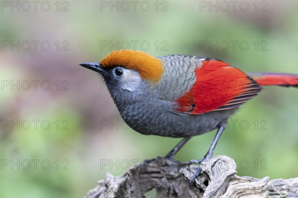 Red-tailed Laughingthrush (Trochalopteron milnei sharpei), Yunnan, China, Asia
