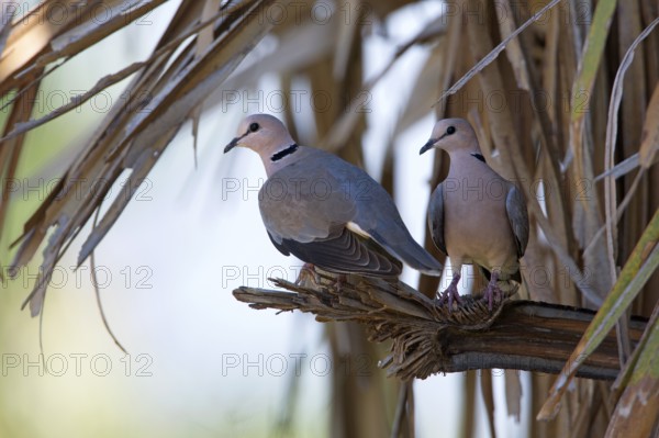 Vinaceous Dove (Streptopelia vinacea) pair perched on a branch, Uganda, Africa