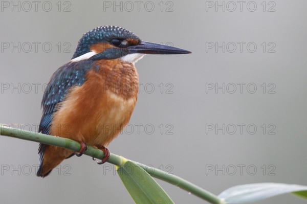 Common Kingfisher (Alcedo atthis) male perched on reed, North Rhine-Westphalia, Germany, Europe