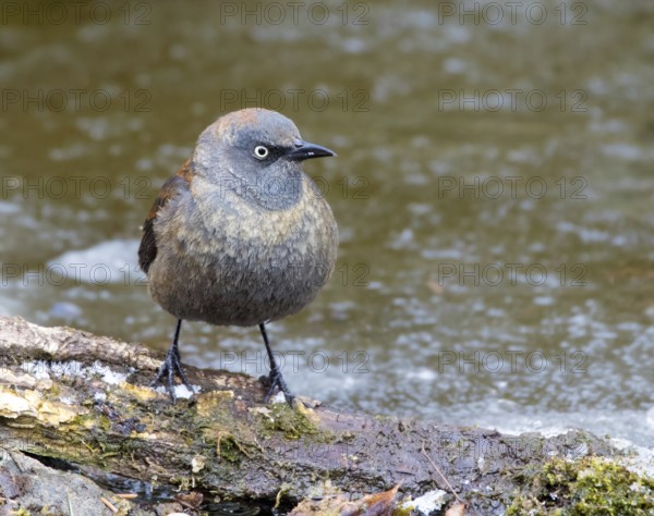 Rusty Blackbird, Euphagus carolinus, in winter plumage, perched at a pond in Saskatoon, Saskatchewan