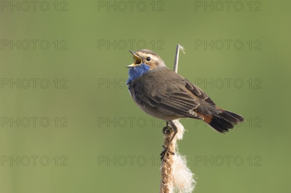 Bluethroat (Luscinia svecica cyanecula) male singing from cattail, Netherlands