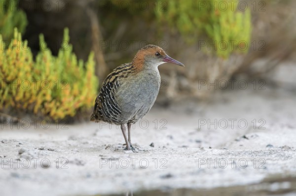 Lewin's Rail (Lewinia pectoralis) male, Victoria, Australia, Oceania