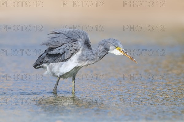 Western Reef Heron (Egretta gularis), Eilat, Israel, Asia