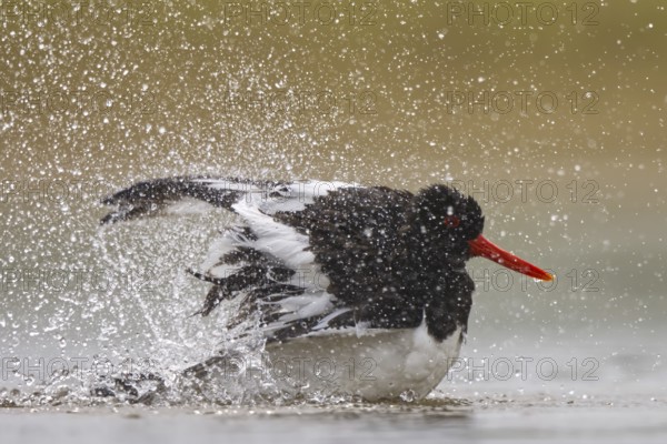 Eurasian Oystercatcher (Haematopus ostralegus) bathing, North Rhine-Westphalia, Germany, Europe