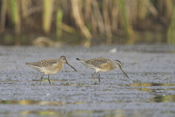 Short-billed Dowitcher (Limnodromus griseus), Ontario, Canada, North America
