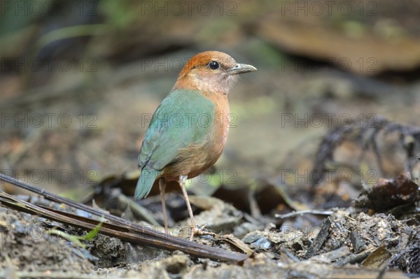 Rusty-naped Pitta (Hydrornis oatesi), Pahang, Malaysia, Asia