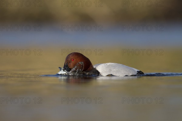 Common Pochard (Aythya ferina) male, Utrecht, Netherlands