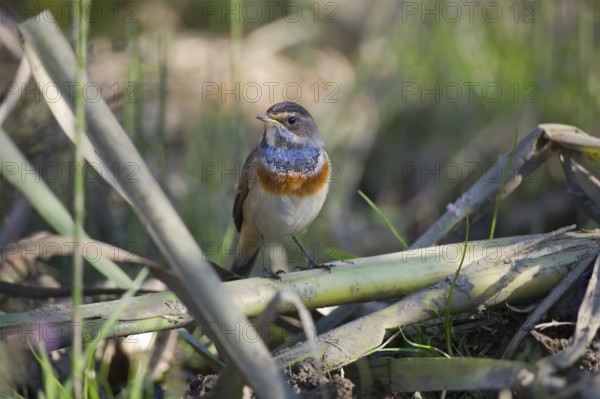 Bluethroat (Luscinia svecica cyanecula) juvenile, Saxony, Germany, Europe