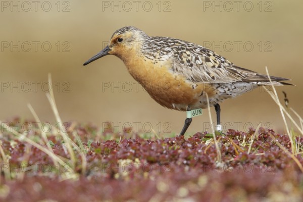 Red Knot (Calidris canutus) perched on the tundra in Nome, Alaska