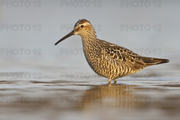 Stilt Sandpiper (Calidris himantopus), Manitoba, Canada, North America