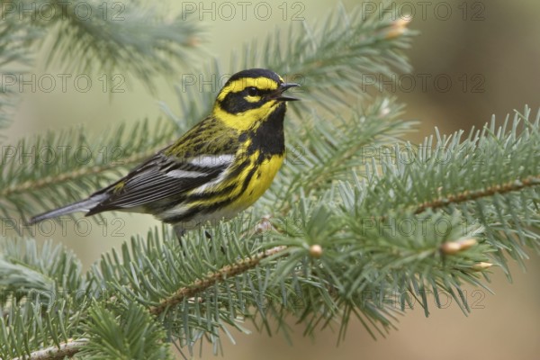 Townsend's Warbler (Setophaga townsendi) singing, British Columbia, Canada, North America