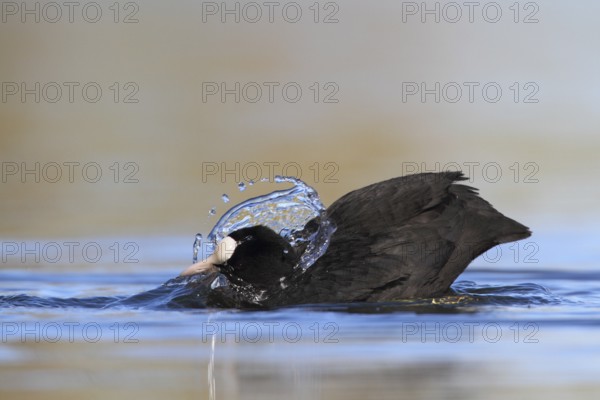 Eurasian Coot (Fulica atra) bathing, North Rhine-Westphalia, Germany, Europe