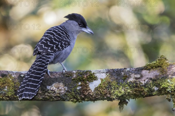 Giant Antshrike (Batara cinerea) perched on a branch in the Atlantic rainforest of southeast Brazil