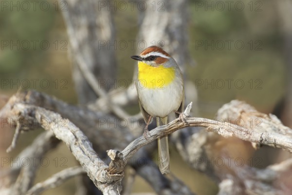 Rufous-capped Warbler Basileuterus rufifrons Santa Rita Mountains, Pima County, Arizona, United States 30 December Adult Parulidae