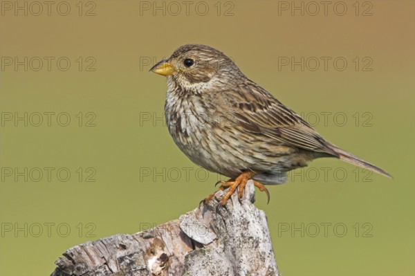 Corn Bunting (Emberiza calandra), Bulgaria, Europe