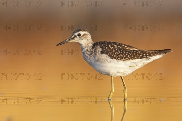 Wood Sandpiper (Tringa glareola), Greece, Europe