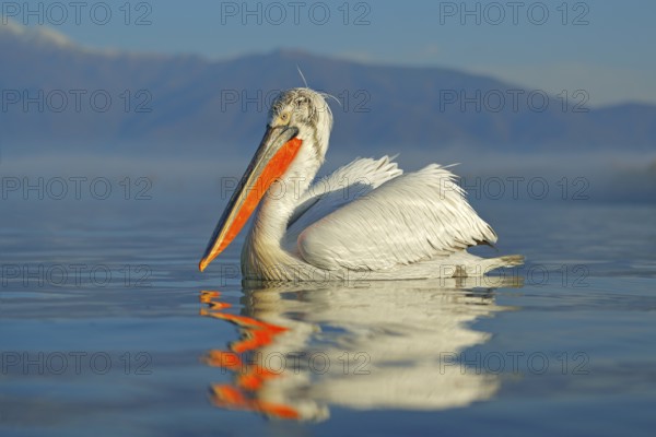 Bird landing to the blue lake water. Bird fly. Dalmatian pelican, Pelecanus crispus, landing in Lake Kerkini, Greece. Pelican with open wings. Wildlife scene from European nature