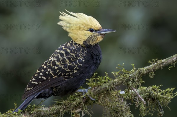 Blond-crested Woodpecker (Celeus flavescens) perched on a branch in the Atlantic Rainforest of Brazil