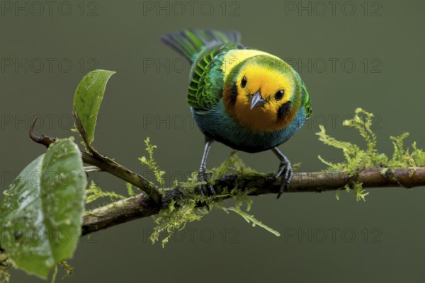 Multicolored Tanager (Chlorochrysa nitidissima) perched on a branch in Colombia, South America