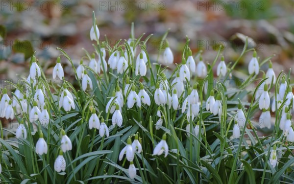 Snowdrops (Galanthus), Southern Palatinate, Rhineland-Palatinate, Germany, Europe