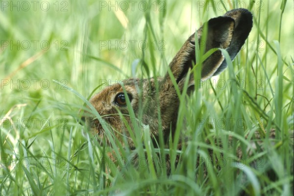 European brown hare (Lepus europaeus) sitting in its manger in a meadow, North Rhine-Westphalia, Germany, Europe