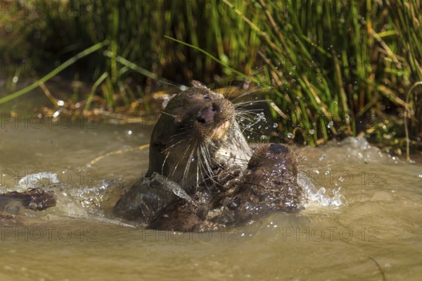 An otter playing violently in the water with a splash fountain, European otter (Lutra lutra), Germany, Europe