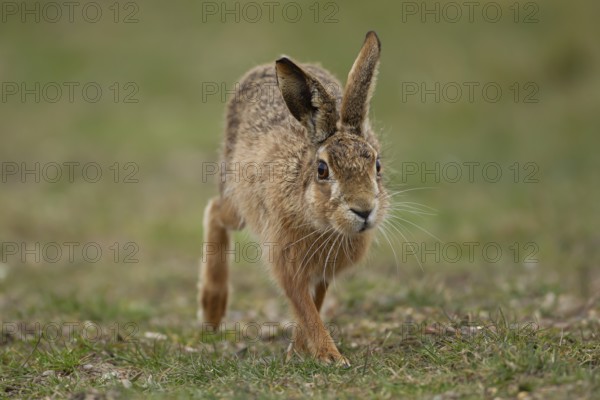 European brown hare (Lepus europaeus) adult animal running in grassland in spring, England, United Kingdom, Europe