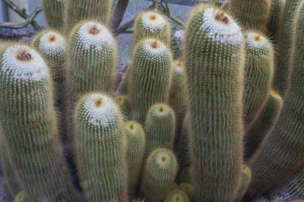 Cacti (Micranthocereus strecker), Botanical Garden Erlangen, Middle Franconia, Bavaria, Germany, Europe