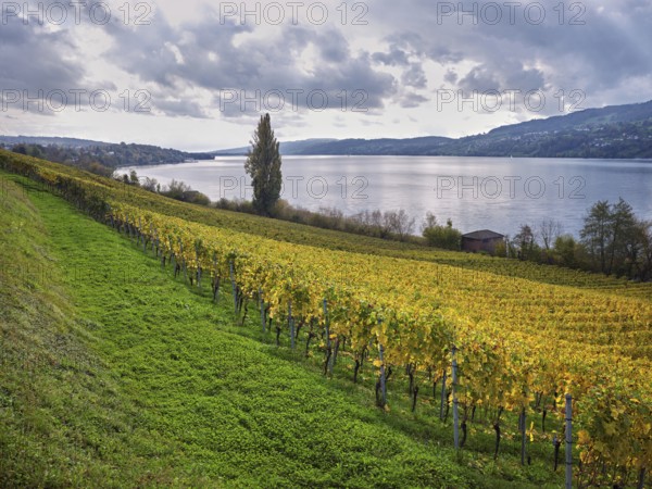 Discoloured vines at Lake Hallwil, Seengen, Canton Aargau, Switzerland, Europe
