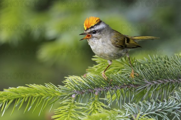 Golden-crowned Kinglet (Regulus satrapa) perched on a branch in Seward, Alaska