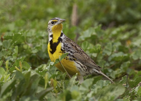 Western Meadowlark (Sturnella neglecta)