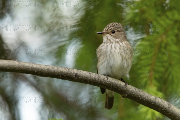 Spotted Flycatcher (Muscicapa striata) perched on a branch, Dalarna, Sweden, Europe