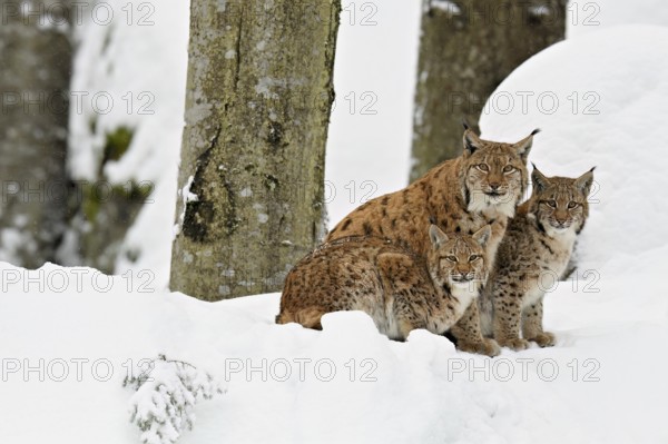Eurasian lynx (Lynx lynx), mother sitting with cubs in the snow, captive, Germany, Europe