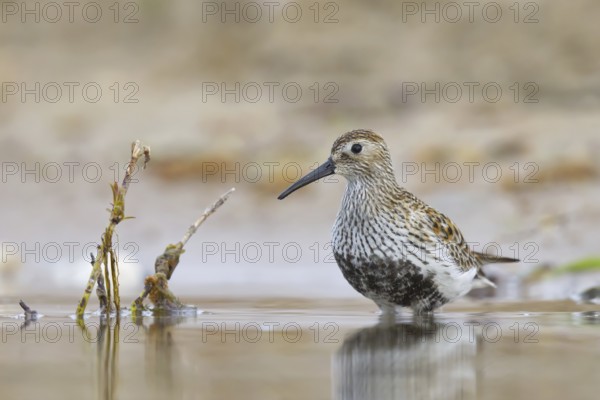 Dunlin (Calidris alpina) foraging, North Rhine-Westphalia, Germany, Europe