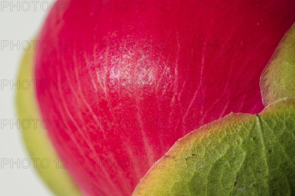 Bud just in front of flowering, pink peony (Paeonia) against a white background
