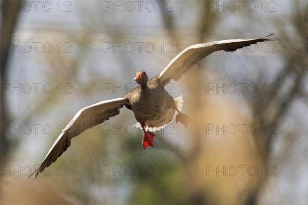 Goose flying through a clear sky with trees in the background, Greylag Goose (Anser anser), wildlife, Germany, Europe