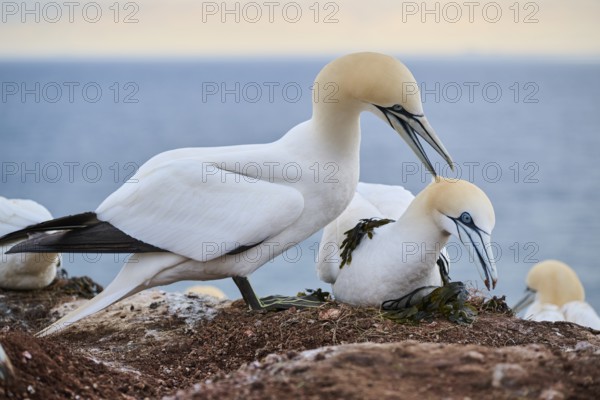Northern gannet (Morus bassanus) couple before a love game on the cliff, wildlife, Helgoland, Germany, Europe