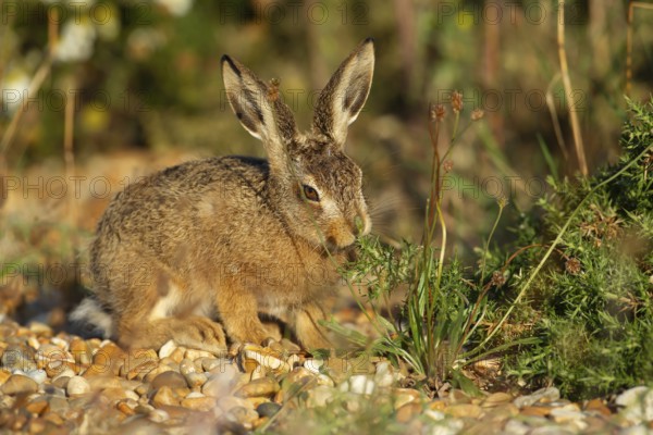 European brown hare (Lepus europaeus) juvenile leveret feeding in grassland in summer, England, United Kingdom, Europe