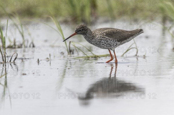 Redshank (Tringa totanus), Lower Saxony, Germany, Europe