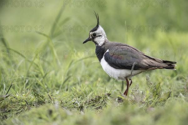 Lapwing (Vanellus vanellus) with young, Lower Saxony, Germany, Europe