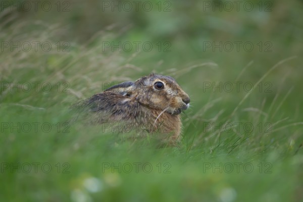 European brown hare (Lepus europaeus) adult animal feeding in grassland, England, United Kingdom, Europe
