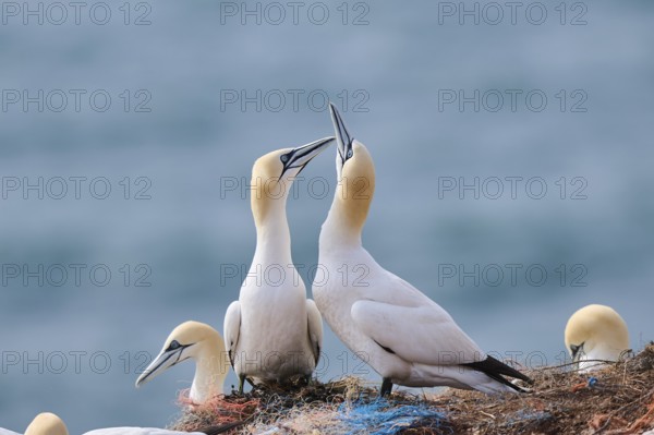 Northern gannet (Morus bassanus) greet each other with their beaks in the colony, at sunset, wildlife, Helgoland, Germany, Europe