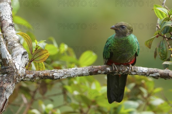 Golden-headed Quetzal (Pharomachrus auriceps) perched on a branch in the Andes Mountains of Colombia