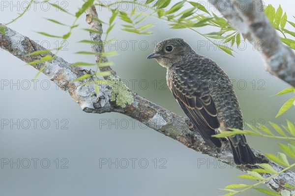 Blue Cotinga (Cotinga nattererii) perched on a branch in Panama