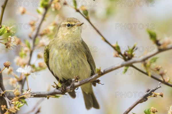 Common Chiffchaff (Phylloscopus collybita) perched on a branch, Baden-Wuerttemberg, Germany, Europe
