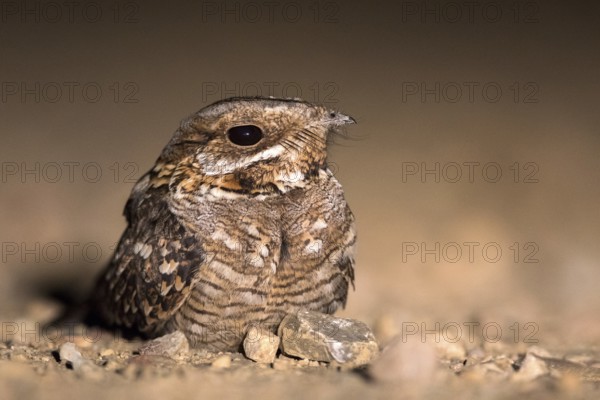 Red-necked Nightjar (Caprimulgus ruficollis) on ground, Andalusia, Spain, Europe