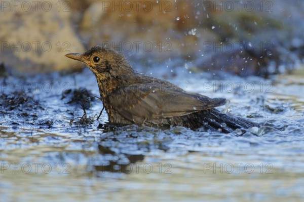 Common Blackbird (Turdus merula) juvenile bathing, Andalusia, Spain, Europe
